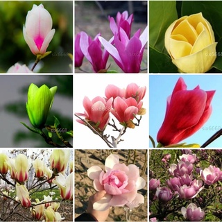 玉蘭花種子 比價撿便宜 優惠與推薦 22年3月