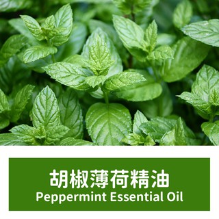 【馥靖精油】胡椒薄荷精油(歐薄荷精油) Peppermint Premium Essential Oil