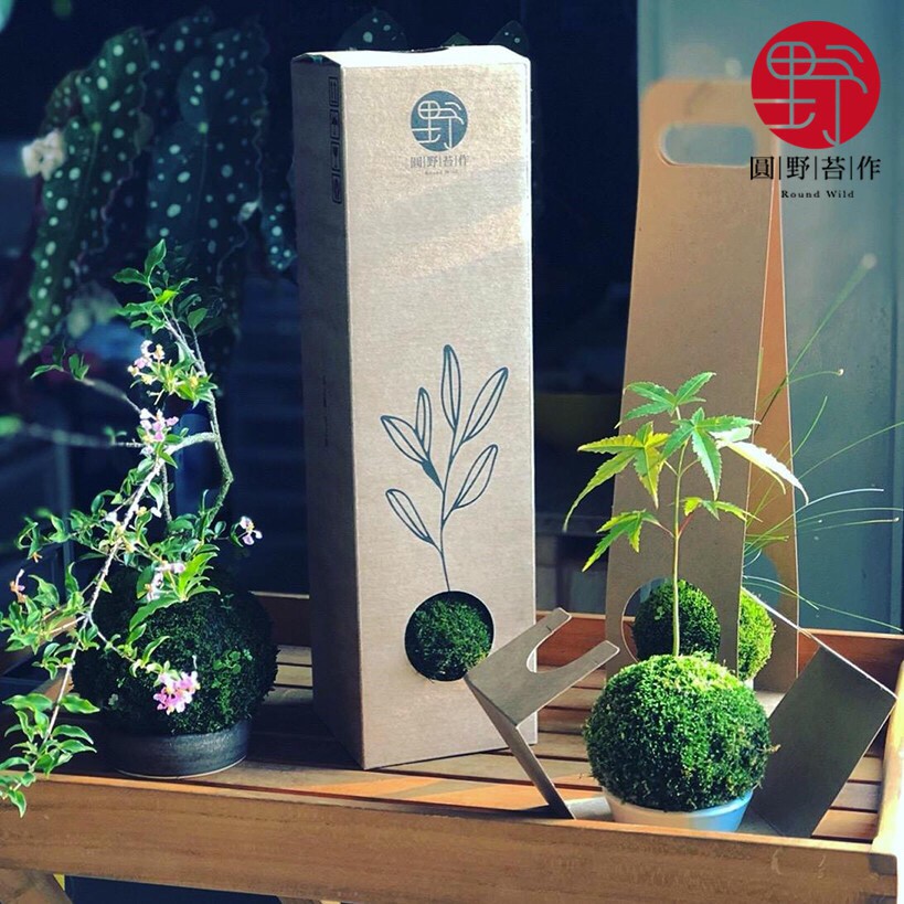 圓野苔作 人蔘榕苔玉 日式苔玉青苔球x 品牌原創專屬苔玉盆器 玉托x 水盤x 苔玉禮盒四合一苔玉禮盒組
