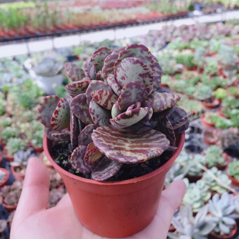 多肉植物 仙人掌 江戶紫 3吋盆 蝦皮購物