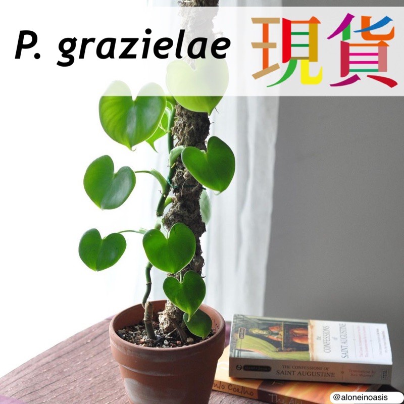 心葉 蔓綠絨 Philodendron grazielae ﹝CarnivoRUs 珍奇植物﹞