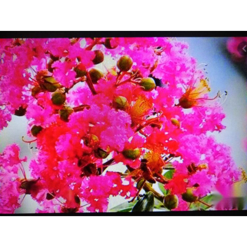 阿伯要退休出清便宜賣紫薇花百日紅花期長百日喜日照好種植很會開花老盆養多年粗頭只賣399超商免運費前2張圖片示意圖冬天落葉