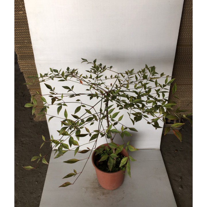 花囍園 圍籬綠化植物 南天竹 冬天會變紅 葉子非常優雅 5 6吋高約 30cm 蝦皮購物