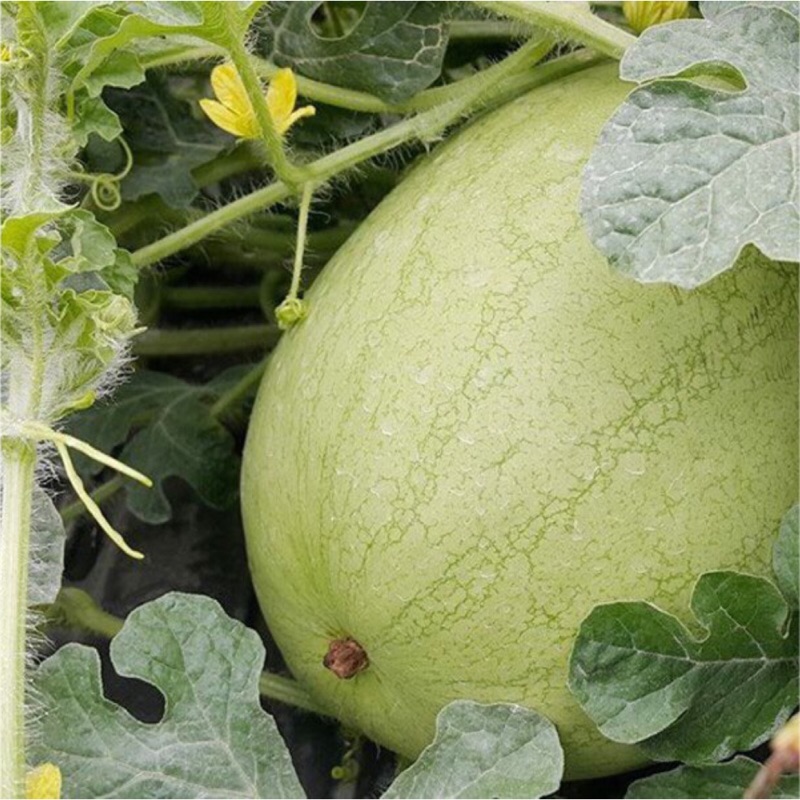 🍉花蓮鳳林阿飛大西瓜（正統頭等冠軍瓜）🍉