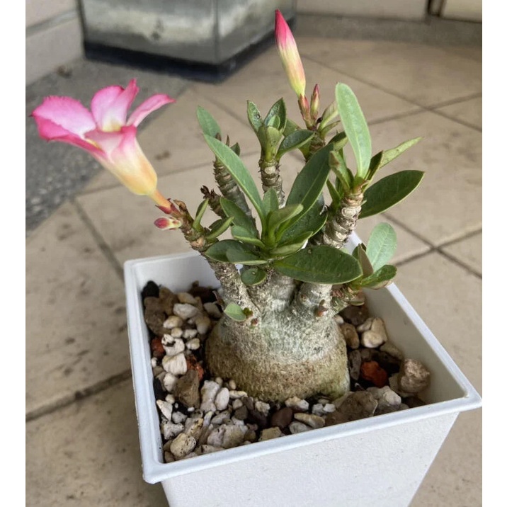 4寸盆特殊阿拉伯沙漠玫瑰塊根植物多肉植物觀賞植物盆栽 蝦皮購物