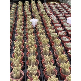 Lolo 貓尾巴貓尾綴化多肉植物3吋裸根歡迎聊聊看近照 蝦皮購物