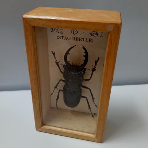 售 二手 鍬形蟲stag Beetle 甲蟲標本 木盒 蝦皮購物