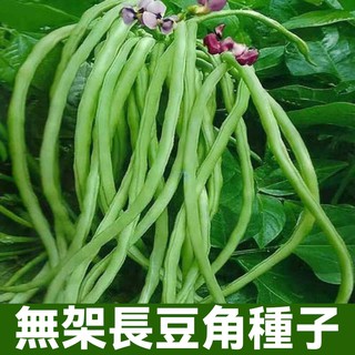 無架豆角種子 長豆角種子 青條四季豆種子 白條豆角種子 豇豆種子 四季豆種子 子豆種籽 秋播豆角種子 蔬菜種子