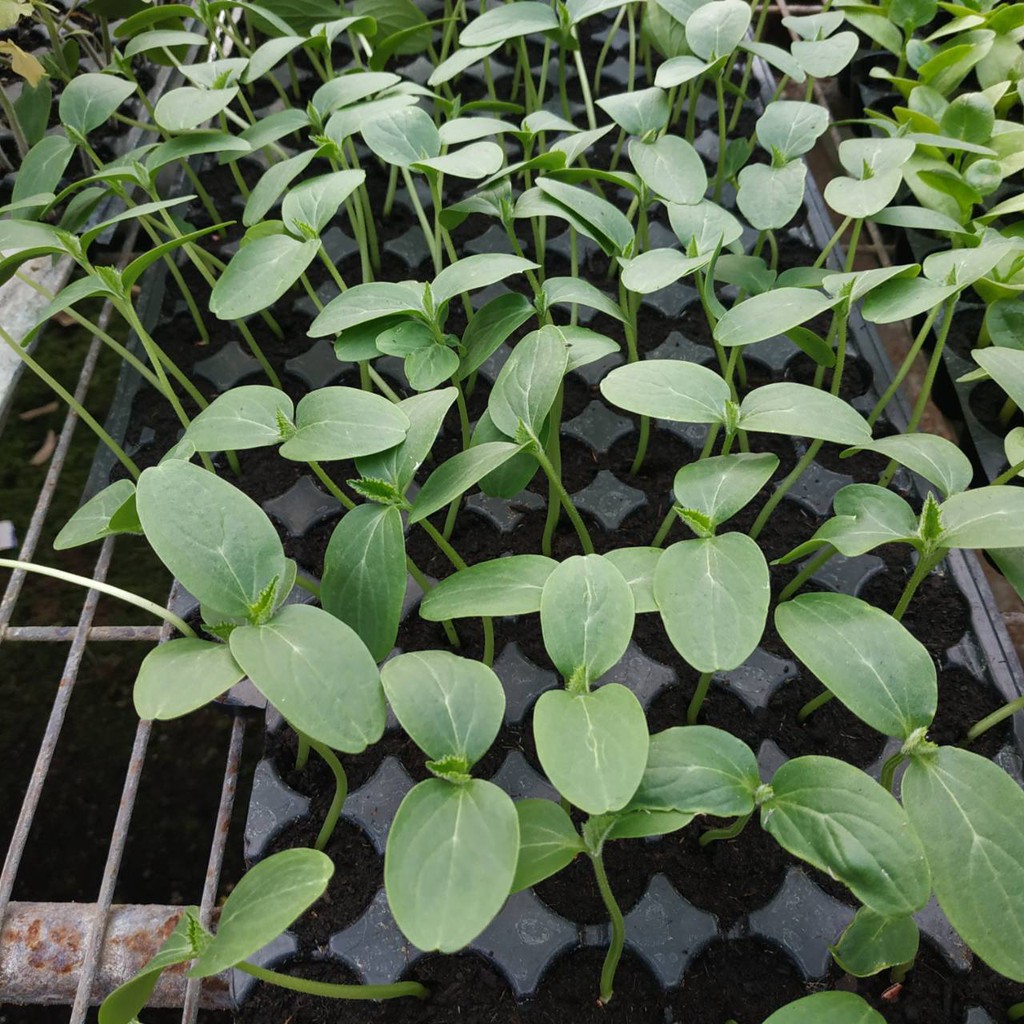 小黃瓜水果 拍賣 評價與ptt熱推商品 21年4月 飛比價格