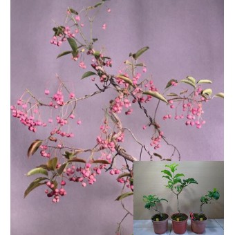 庭園植物造景植物日本真弓稀有品種 T001 蝦皮購物