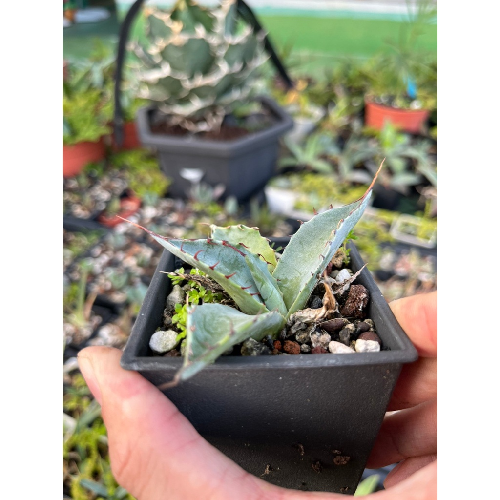 Agave Parrasana 賴光龍舌蘭實生苗 療癒 多肉植物 仙人掌 龍舌蘭 蘆薈 盆栽 植物 蝦皮購物