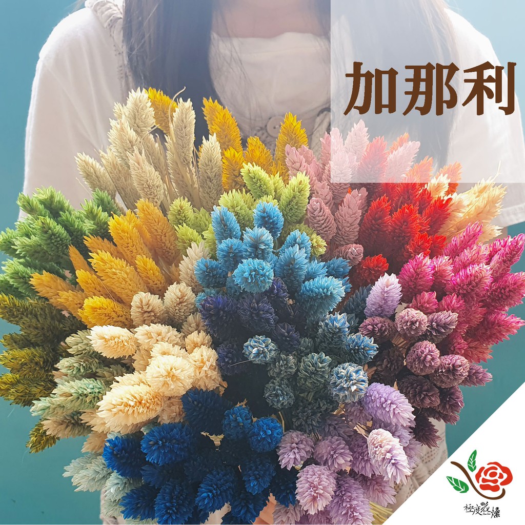 加那利彩色 極度花燥 乾燥花不凋花永生花花材材料佳娜利加娜利佳那利情人節聖誕節 蝦皮購物