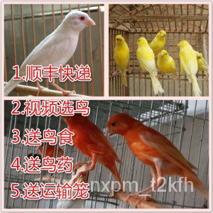 金絲雀黃 Ptt討論與高評價網拍商品 21年8月 飛比價格