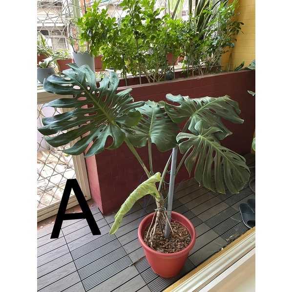龜背芋（電信蘭）-大型植物盆栽