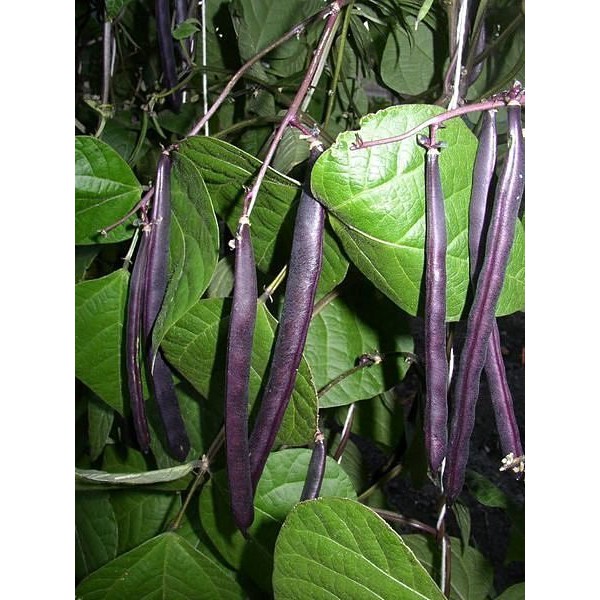 【媽咪蔬果園】、蔓性紫雲豆　紫色敏豆   種子