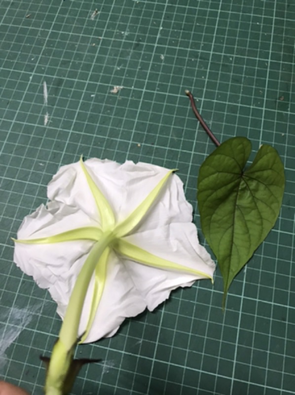 食用植物 花蕃薯藤種子5粒吃花苞的牽牛花 蝦皮購物