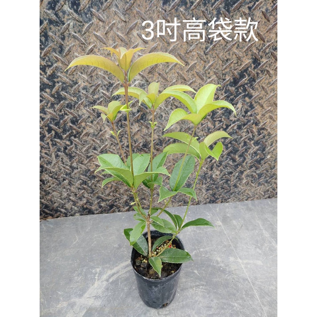產地直送/四季桂花/桂花 (桂花苗)/3吋盆 3.5吋盆/高25~30CM/店到店上限8顆/宅配上限40顆(矮袋30棵) #8