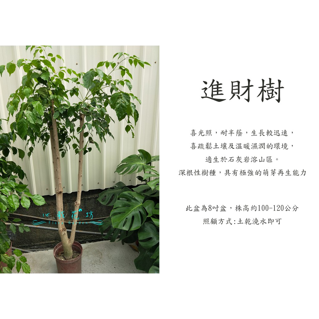 心栽花坊-進財樹/海南菜豆樹8吋盆/觀葉植物/室內植物/綠化環境/售價660特價600