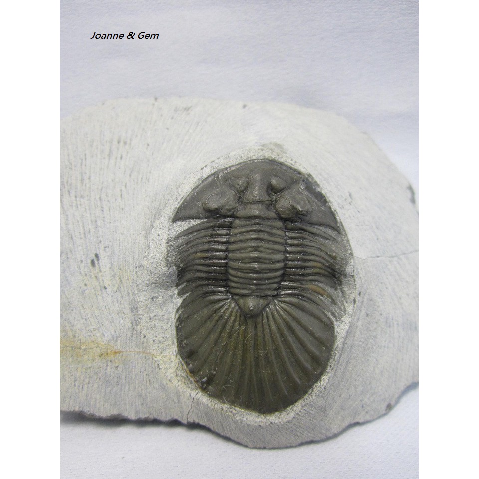 三葉虫 枯渇気味のjorf産 Struveaspis bignoni 化石