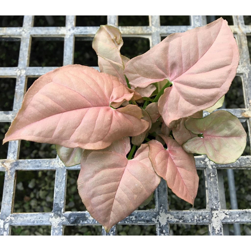 粉紅佳人合果芋---2.5吋  /觀葉植物/彩葉植物/室內植物/
