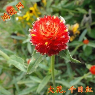百日紅盆栽的價格推薦 21年2月 比價撿便宜