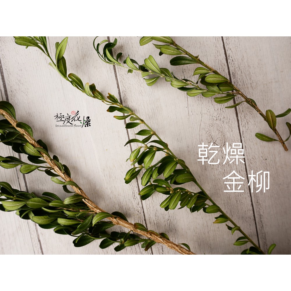 極度花燥 實拍圖乾燥金柳金柳葉葉材乾燥花不凋花花材永生花花束情人節母親節桌花盆花居家裝飾