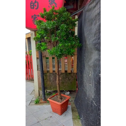 羅漢松～（自家栽種數年）大型樹約1米8高（無法宅配）請私訊自取佳