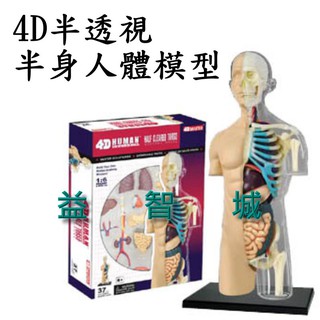 益智城《教學模型/器官模型/人體器官模型/DIY模型/人體模型/科學教具/4D MASTER 》4D半透視半身人體模型