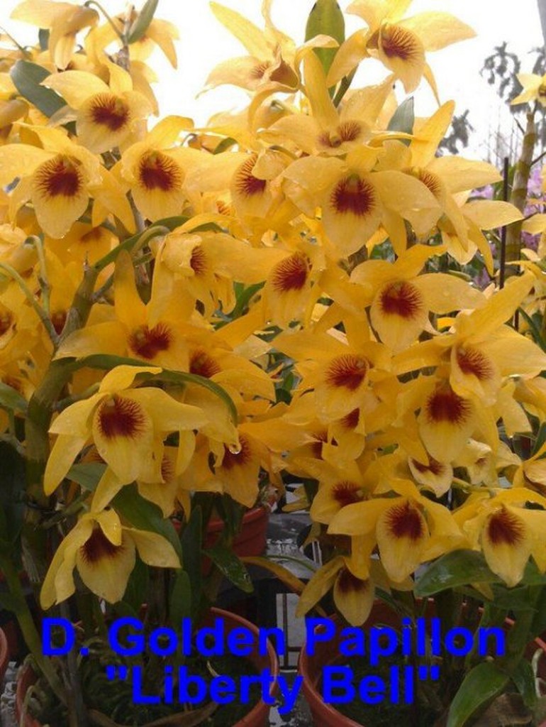 【上賓蘭園】石斛蘭 日本株 D. Golden Papillon "Liberty Bell" 金風鈴 植株 花有香味