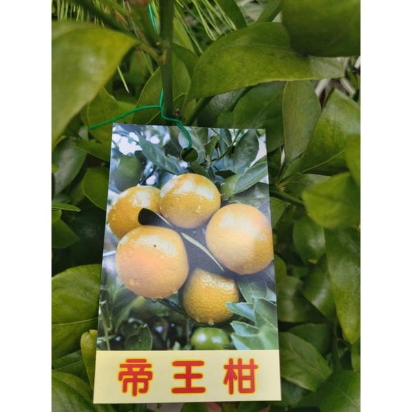 霏霏園藝帝王柑2年苗樹上有果。目前是季節生果🍊一棵特價450元