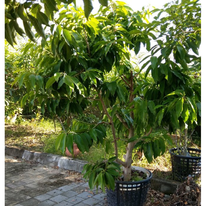 邑鑫 玉蘭花樹 任君現場挑選 盆栽式 蝦皮購物