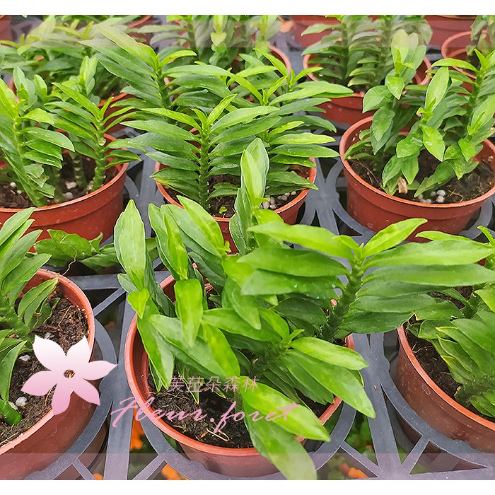 芙菈朵森林 園藝館青龍龍鳳木3吋盆觀葉植物多肉植物小品盆栽 蝦皮購物