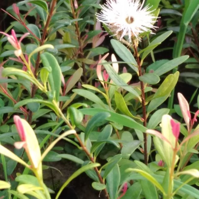 金門赤楠  (10棵=$400)，已看見花開如圖，一箱可入30棵。