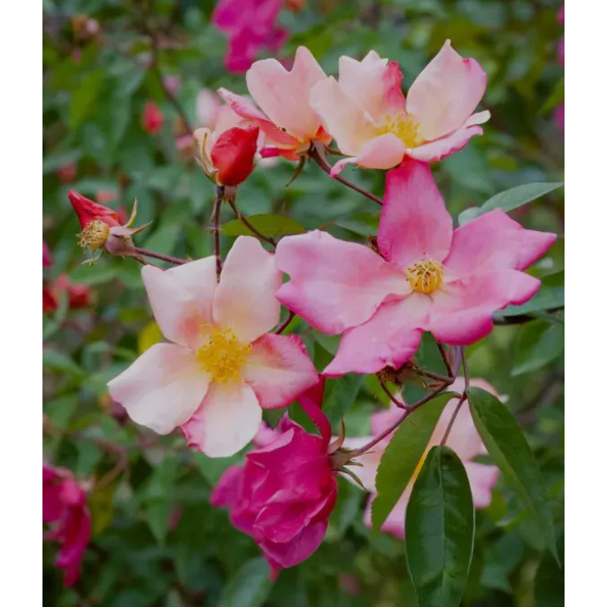 單瓣變色月季 Mutabilis(變幻莫測)-蝴蝶月季。悠遊山城(創始店)5-6吋盆玫瑰~特價250