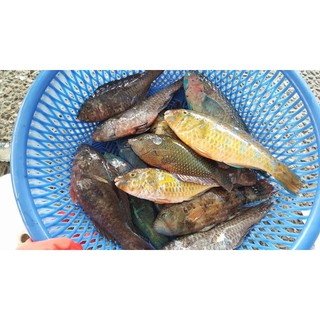 澎湖北海新鮮肥美鸚哥魚