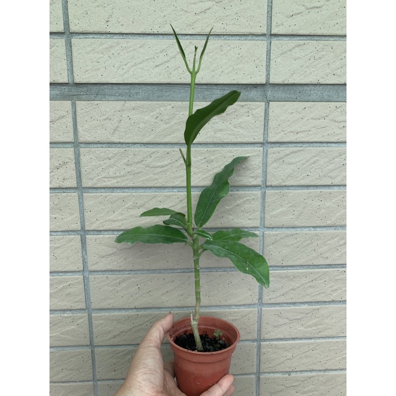 帝王毬蘭（不知花色）