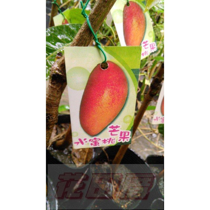 【花田厝】水果苗  水蜜桃芒果  4.5吋盆 新品種芒果 (無法超取)