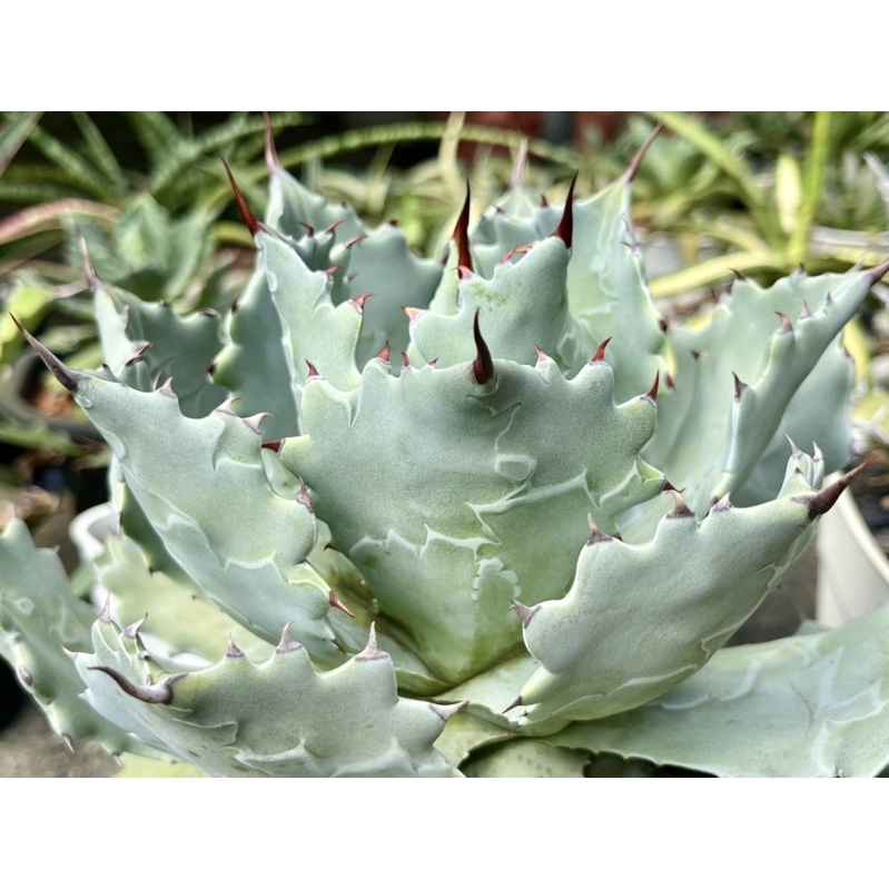 多肉植物 龍舌蘭Agave 《蠍蟹大側芽_葉背龍紋超美》