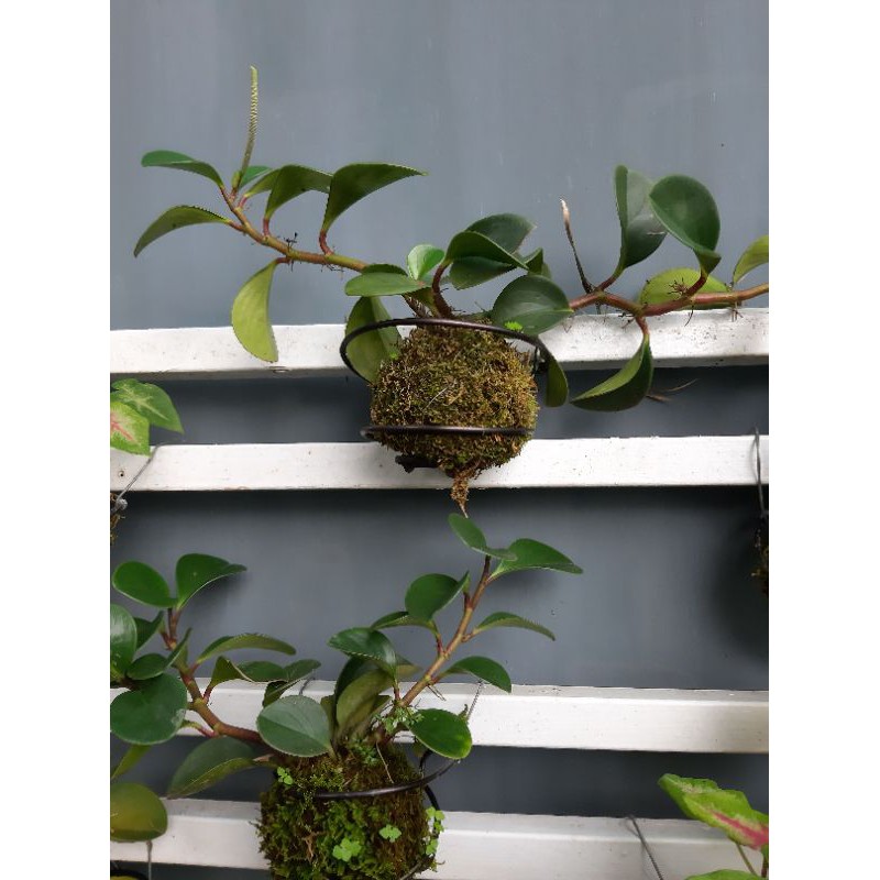 苔球苔玉苔蘚室內植物圓葉椒草虎尾蘭彩葉芋觀葉植物 蝦皮購物