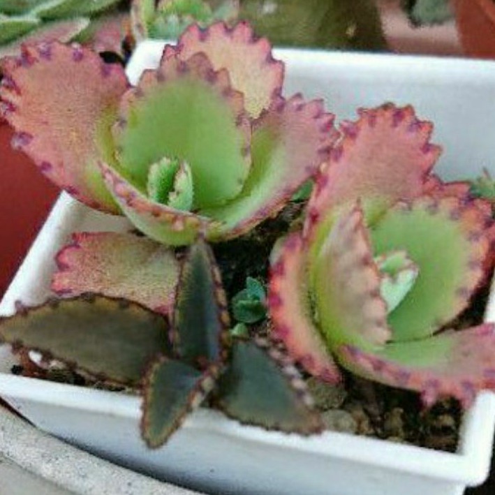 多肉植物大葉不死鳥寬葉落地生根蕾絲公主陸龜點心穎齊小陽臺 蝦皮購物