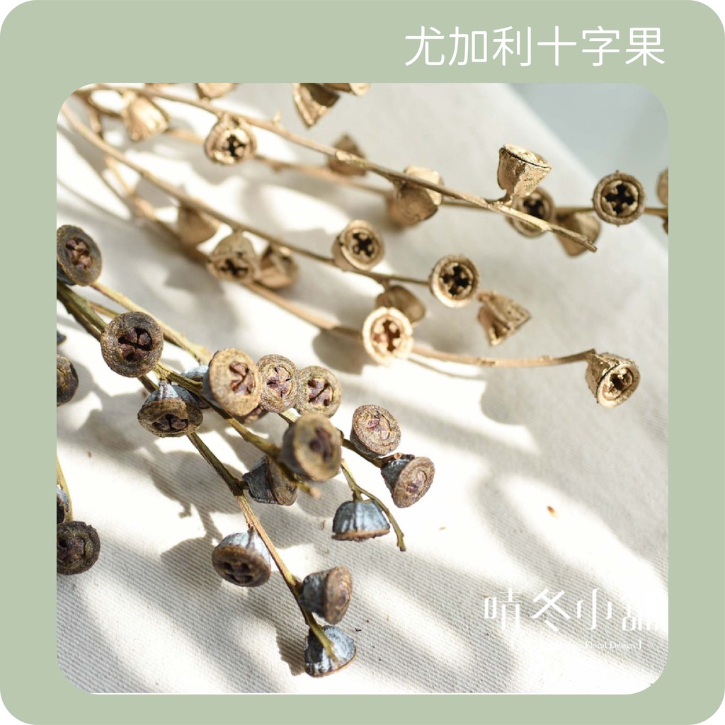 *晴冬小舖* 尤加利十字果 原色/金色 乾燥花 乾燥果實 不凋果實 拍照道具 插花 乾燥花圈 花禮手作 果實花圈
