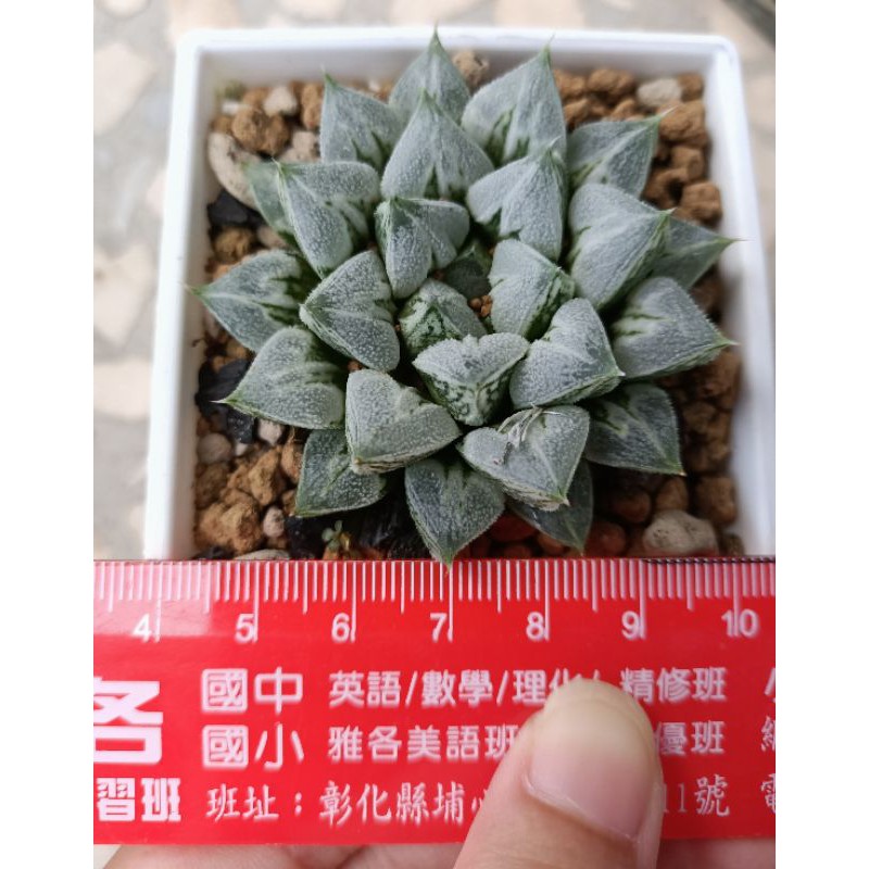 愛心壽多肉植物超好看值得收藏 蝦皮購物