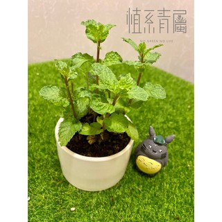 植系青屬-薄荷/香料植物/香草植物/三吋小品(不含水泥盆)