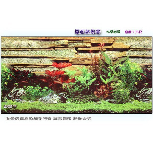 魚舖子水族 單面背景圖 水草岩板 高度1 6尺 高度2尺 過濾生態養魚打氣親子同樂童趣生物水草種植造景園藝 蝦皮購物