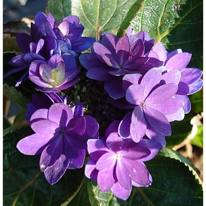 日本紫陽花 舞者舞會 蝦皮購物