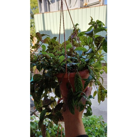 妞妞花園虎斑口紅花5吋盆 蝦皮購物