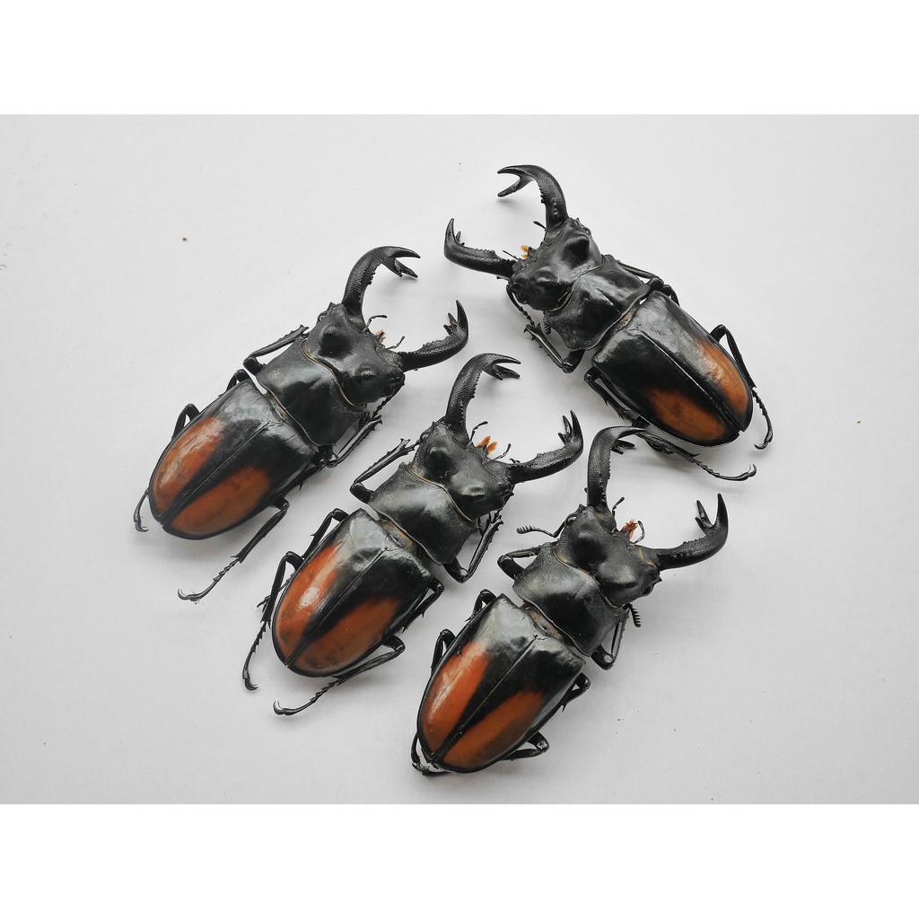【現貨】野生 橘背叉角鍬形蟲標本  (80-83mm) 單公 鍬形蟲標本 甲蟲標本 收藏