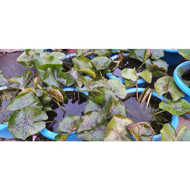 水生 蓮 荷 花 15公斤含運附發票 草皮用土 乾淨無臭味 適合所有水生植物栽培土 可加入其他培養土種植草花或蔬菜 蝦皮購物