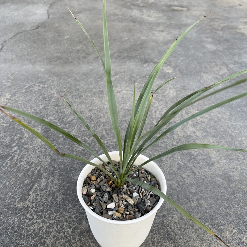 ｜巧琦屋｜喙絲蘭 Yucca rostrata4-5吋盆 草樹