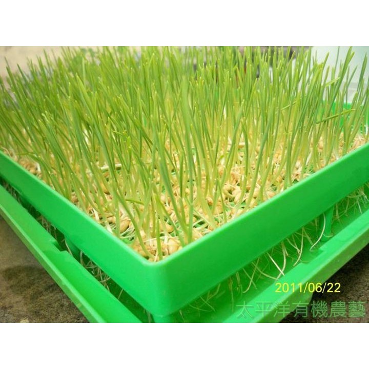 台灣製 有機貓草水耕盤op 9 大孔培育網 一套 貓草種子1斤600g裝 促銷套組 芽菜機 芽菜箱 水耕盤 蝦皮購物